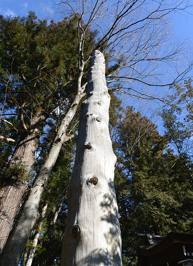 下社秋宮の御柱