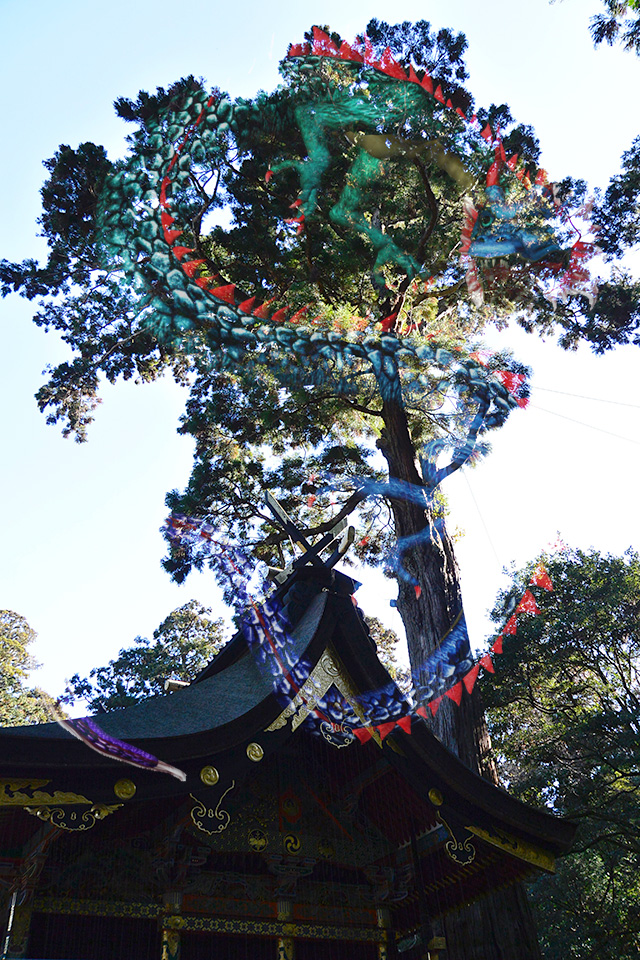 鹿島神宮本殿とご神木