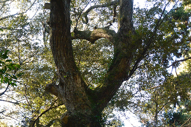 鹿島神宮・奥参道のハートの樹