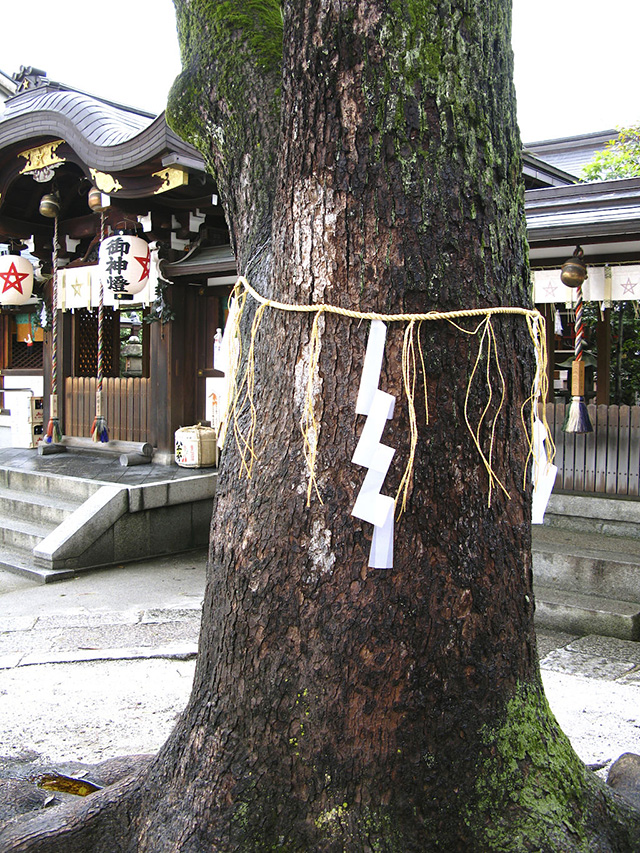 晴明神社・ご神木