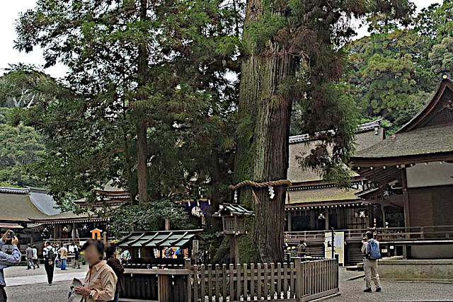 御神木「巳の神杉」