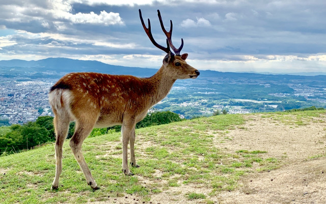 鹿は神様の使い